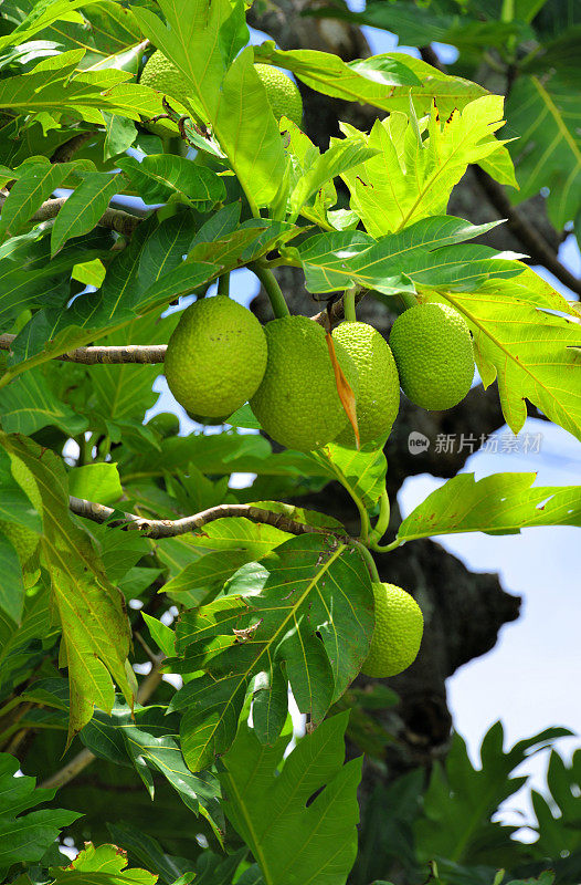 面包果实在树上(Artocarpus altilis)，汤加塔普岛，汤加